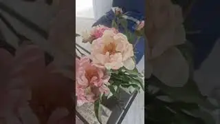 доброе утро мир. Моя прелессссть #доброеутромир #introvideo #peonies #flowerlove #visualtherapy