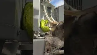 Устранение неисправностей ТРВ + замена в 2-тонной системе кондиционирования #hvac