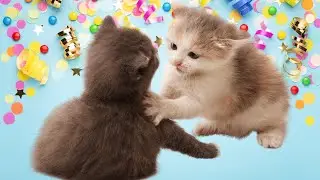 Funny Cats 2030| Have you ever seen a cat's reaction to receiving a medication injection?!