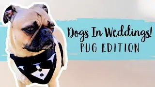 4 Pugs That Attended Their Mom & Dad's Weddings! | FairyTail Pet Care
