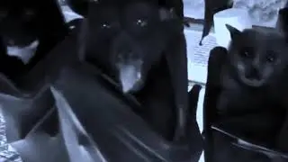 𝕭𝖆𝖙 𝓟𝖆𝖗𝖙𝔂
