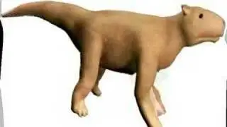 evolution of a rat