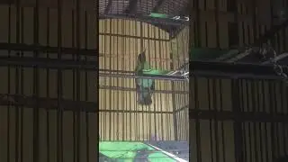 Penghobi kicau mania #kicaumania #burung #cucakijo