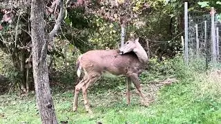 Doe deer up close and personal in our backyard!