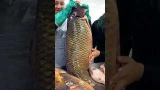 Buy giant carp #royallqt