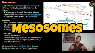 Mesosomes | History | Structure & Functions | Bacteria cell | Tamil | Microbiology | ThiNK Biology