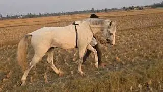 গোবিন্দপুর মইনউদ্দিন কালো বাচ্চা ট্রেনিং ম্যাচ