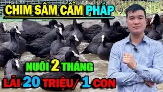 CHIM SÂM CẦM PHÁP - THU 20 TRIỆU ĐỒNG /1 CON CHỈ SAU 2 THÁNG CHĂN NUÔI | ĐI LÊN TỪ LÀNG