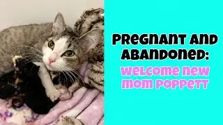 Pregnant & Abandoned: Meet our New Mom Poppett