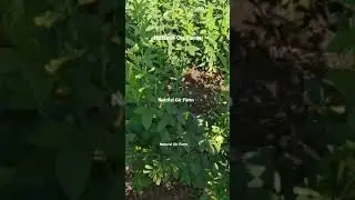 Tuvar Crop flavouring time with original lion sound || Natural Gir Farm