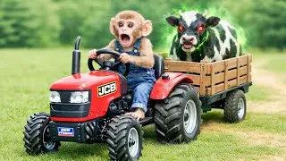 Monkey Farm Tractor Chases a Mad Cow to Save the Farm! - Monkey Farm Work | MyNi Monkey Farm