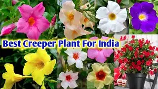 Mandevilla Plant Wholesale Market and full Tips of care
