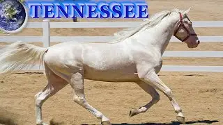 TOP Beautiful Tennessee Walking Horse in the World!