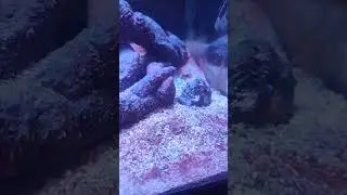 saltwater reef is not happy cyano going nuts currently 😭