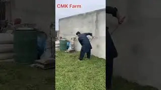 خشک لوسن کے بارے میں قیمتی معلومات