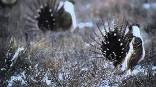 Sage Grouse LEK snow storm