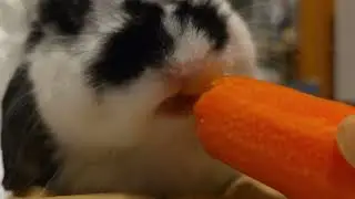 人参を食べるうさぎの口　#人参　#Rabbit　#食べる音　#口