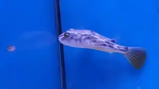 Fahaka pufferfish/Nile puffer/Lineatus puffer ( Tetraodon lineatus ) 斑馬狗頭/阿拉伯魨/斑马狗头鱼