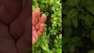 Farmer vi svelo un trucco per curare il vostro basilico #basilico #cucina #aromatiche #shorts