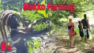 Visit to Ras Mokko Farm. Sunning Hill Bath St.Thomas Jamaica 🇯🇲