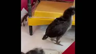 The Six Crevecoeur Chicks Becoming Emus with Head Feathers Sprouting