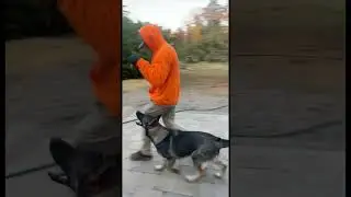 Czech shepherd pup working on her fussing fundamentals.