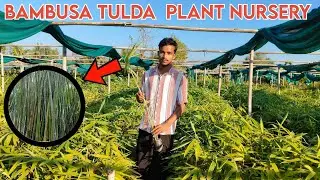 Bambusa Tulda Bamboo | High-Demand Farming Variety || Buy at Wholesale Price| @JARIF GREEN NURSERY