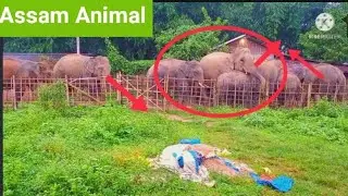Moment captured while passing the road 2 No Doigrung Sumoni Gaon 🐘🐘🐘