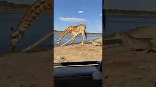 Shocking Safari Scene 😱 Giraffe Kick Knockout Leopard? | #shorts