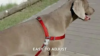 Шлейка Red Dingo No-Pull Harness 30s