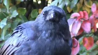 9/15/2016 morning time w Cassius Crow's family