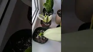 Моя небольшая коллекция сансевиерий