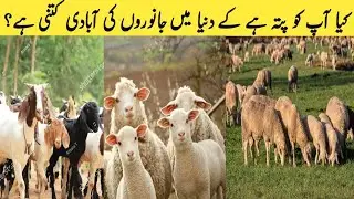 Animal Population That Will Blow Your Mind | Malomat Tv