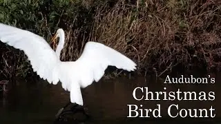 Audubon's Christmas Bird Count