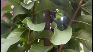 Pruning all gauva branches for more new soots #organicgardening 