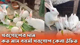 কত মাস বয়সী খরগোশ কেনা উচিত | খরগোশের দাম ২০২২ | খরগোশ পালন | Rabbit price in BD | প্রাণী জগৎ-2.O
