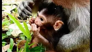 Newborn baby Timo worry mom not enough milk on 2nd day cos his big strong body need milk alot.