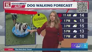 Dog walking forecast: Blowing and drifting snow, frigid cold 'red paw' day | Good Day on WTOL 11