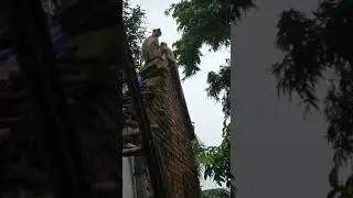 Little Hanuman is breastfeeding his mother