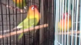 Lovebird Duo ngekek