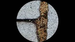 Keiss - Allo