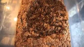 RAPTOR REPTILES: Feeder Care 101-Super Worms