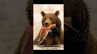 Wild Bear Hunting Fish   Nature&rsquo;s Precision in Act  #BearHunting #WildlifeShorts #NatureInAction