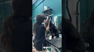 Новый #vlog #doglover #puppy #petshopru #dog #кошки #рекомендации #petcareprovider