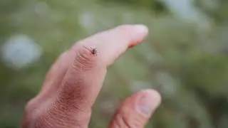 What Most People Miss When Doing a Tick check