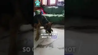 Solution for the Fussy eater dogs