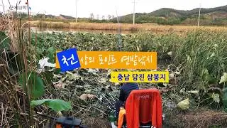 [자연지] 101.천상의 포인트 연밭낚시 - 충남 당진 삼봉지(2018.10.17)
