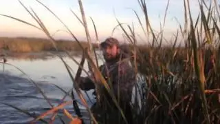 Best in Los Banos! Volta refuge teal slay