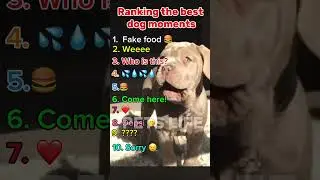 Ranking the best dog moments 🤭 #funny #ranking #dogs