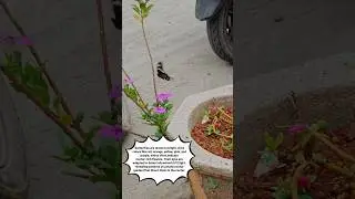 Graceful Butterfly Movements | Rajesh Cherthala Flute Melody